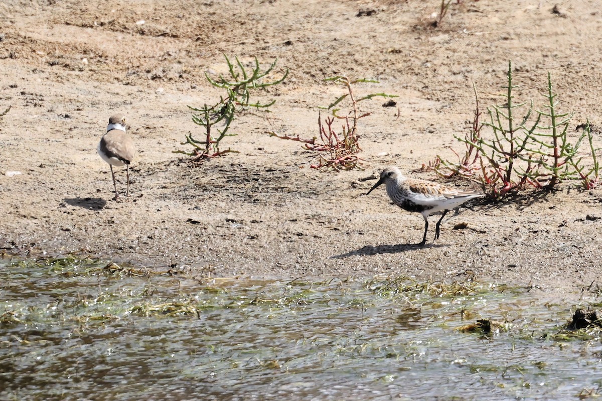 Dunlin - ML564814621