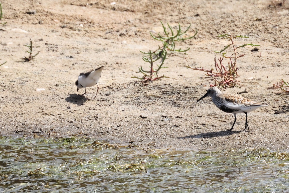 Dunlin - ML564814651