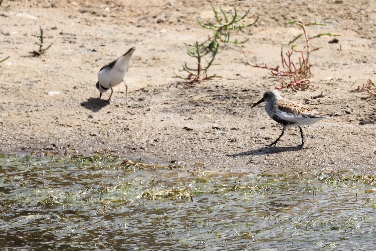 Dunlin - ML564814671