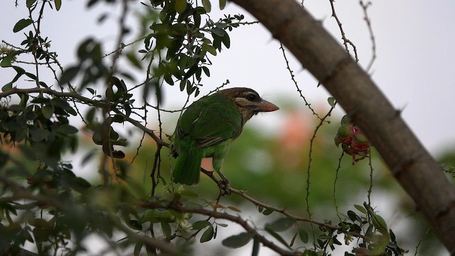 White-cheeked Barbet - ML564816111