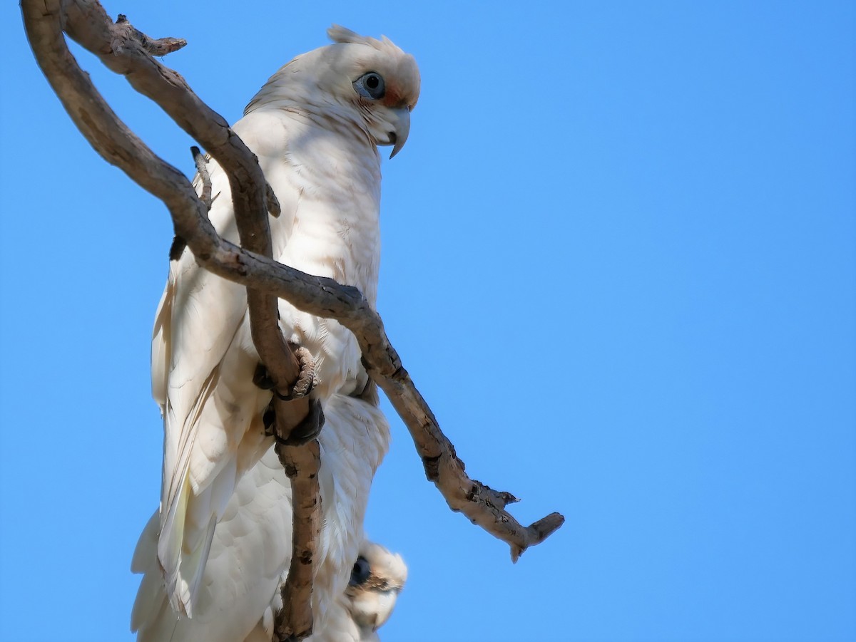 Western Corella - ML564816131