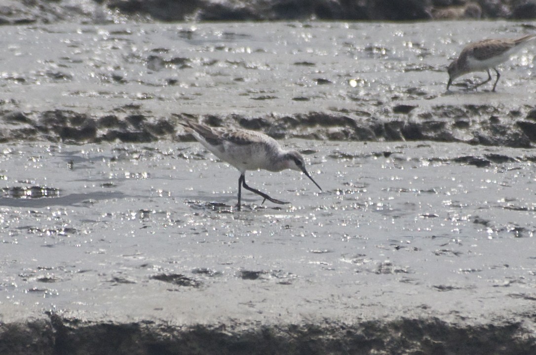 Wilson's Phalarope - ML56481621