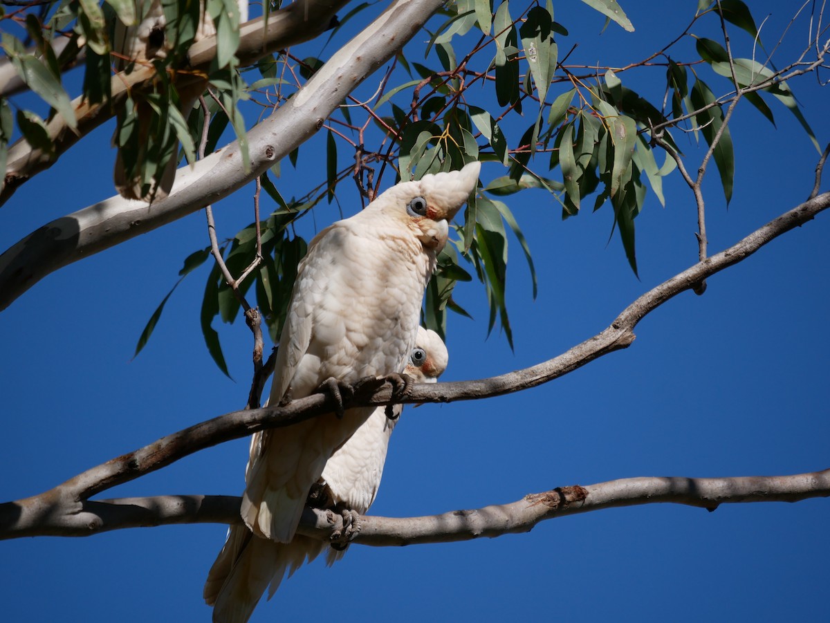 Western Corella - ML564816401