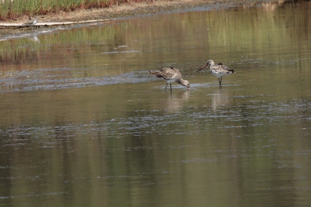 Black-tailed Godwit - ML564816601