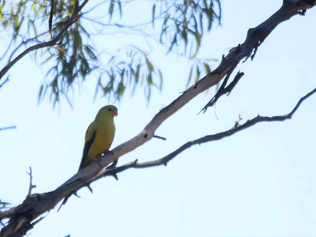 Regent Parrot - ML564817061