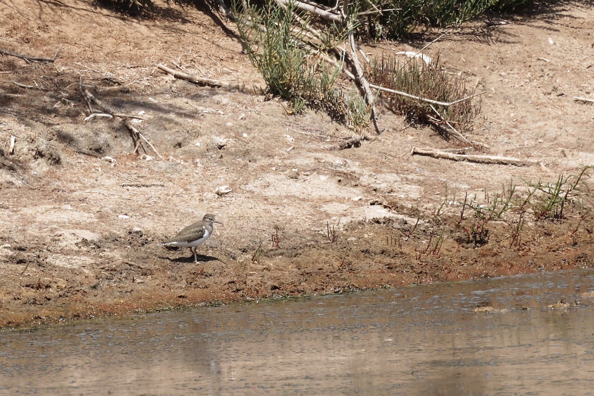 Common Sandpiper - ML564817291