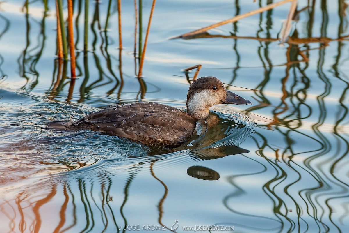 Common Scoter - ML564817391