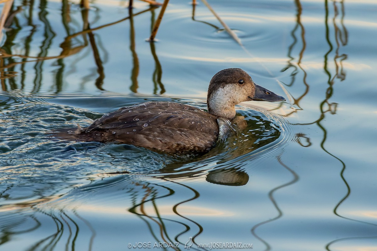 Common Scoter - ML564817401