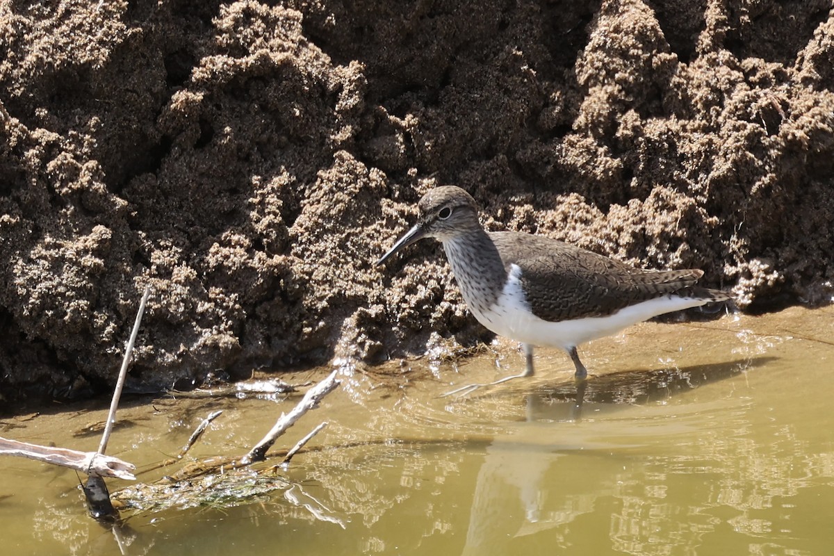 Common Sandpiper - ML564817491