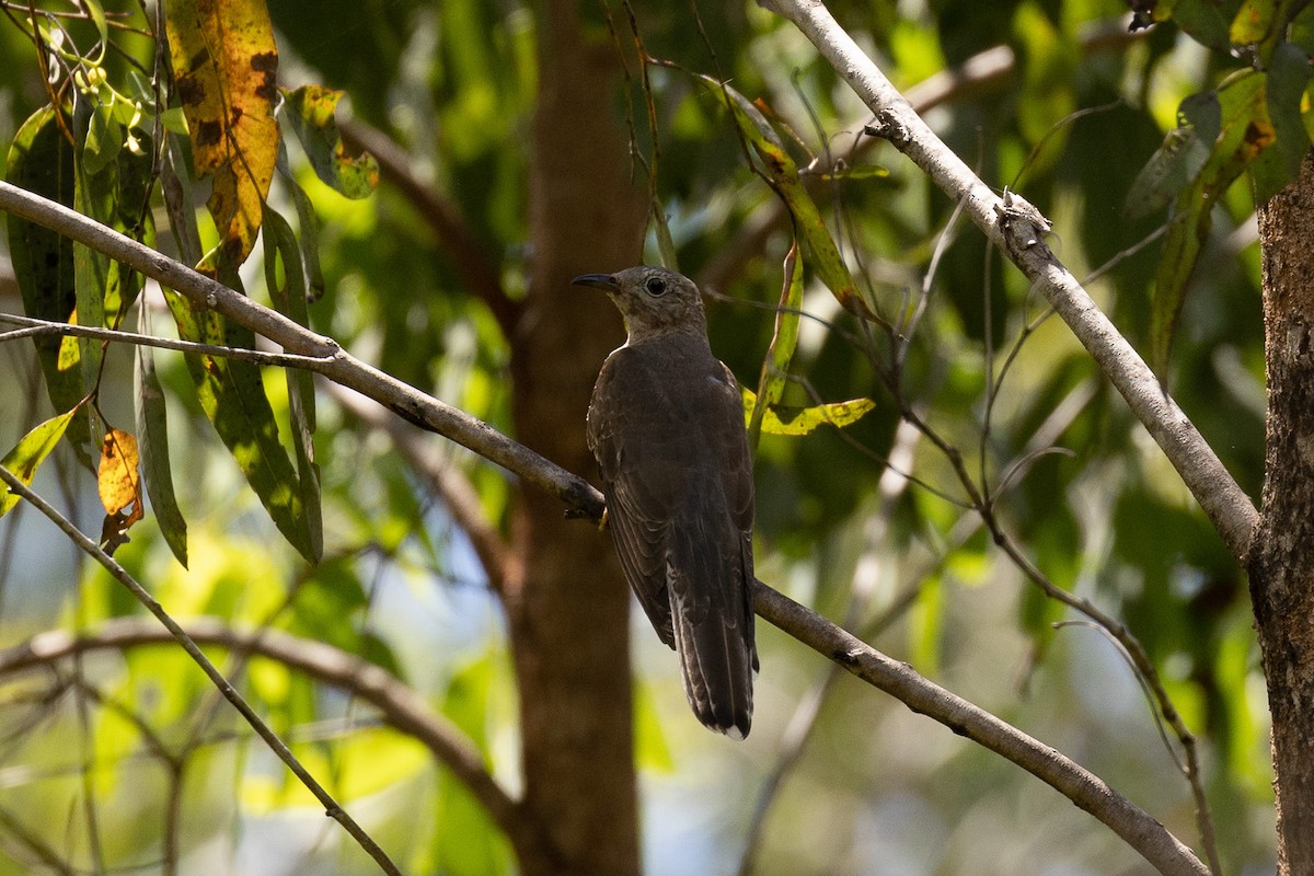 Brush Cuckoo - ML564818221