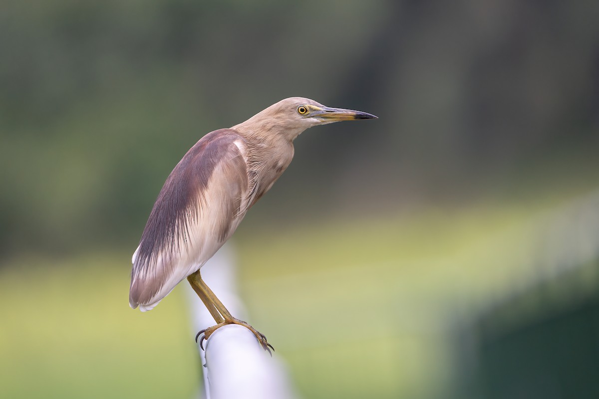 Indian Pond-Heron - ML564818331