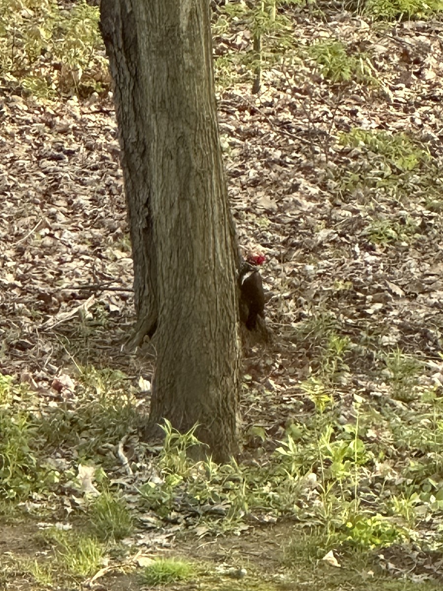 Pileated Woodpecker - ML564818511