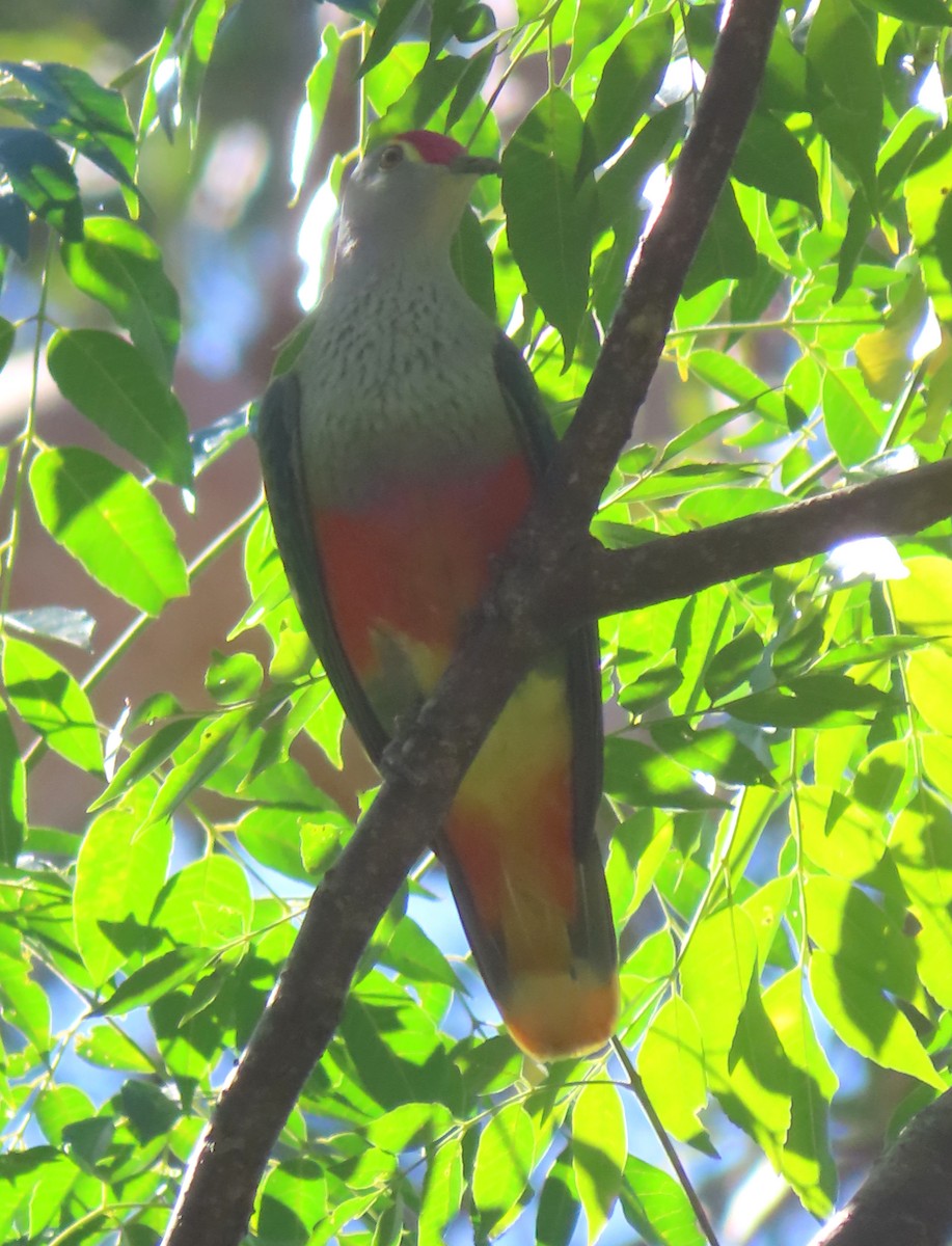 Rose-crowned Fruit-Dove - ML564818521
