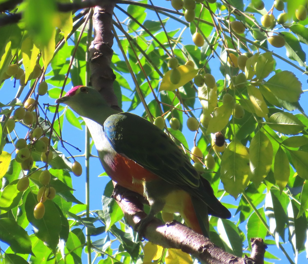 Rose-crowned Fruit-Dove - ML564818581