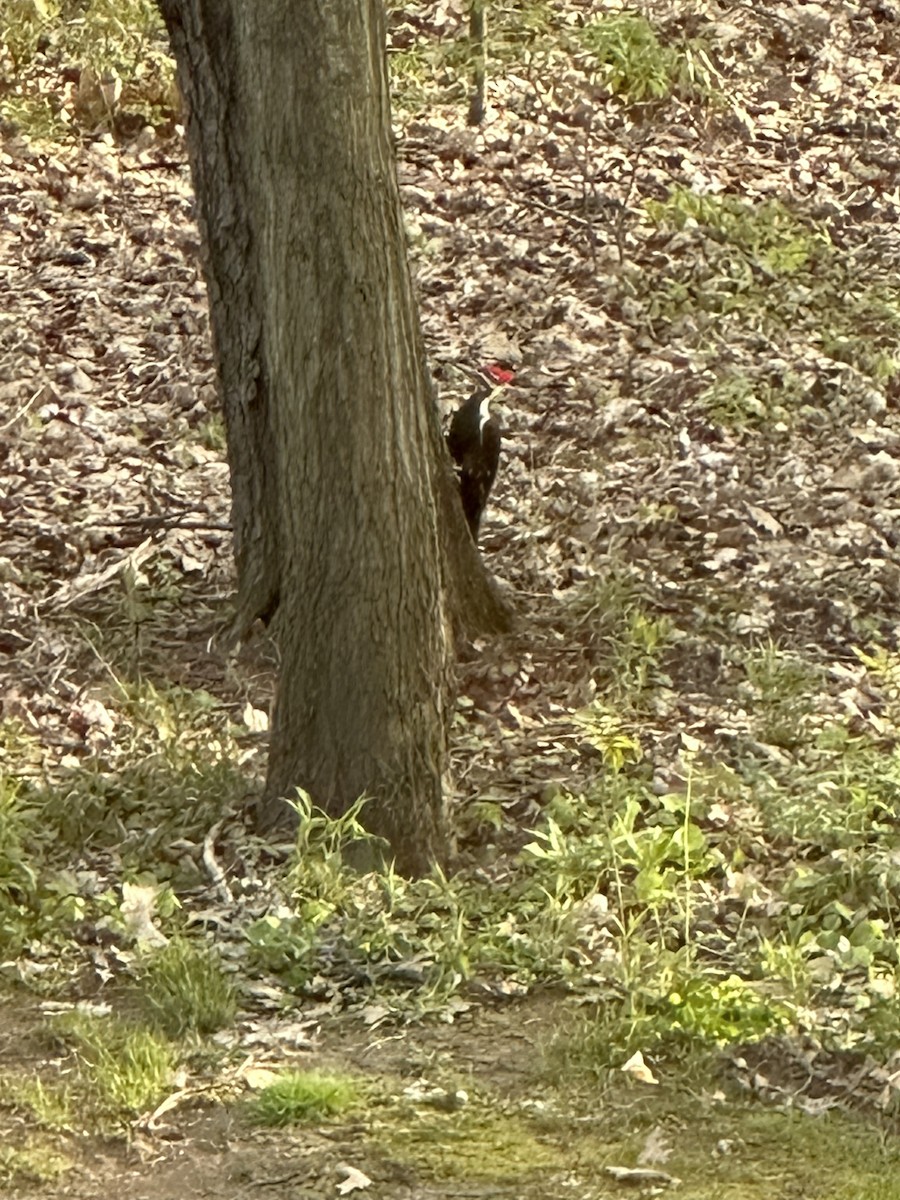 Pileated Woodpecker - ML564818731