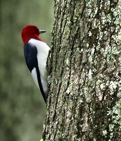Red-headed Woodpecker - Kim Abplanalp