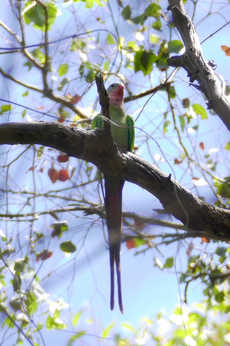 Princess Parrot - ML564819321