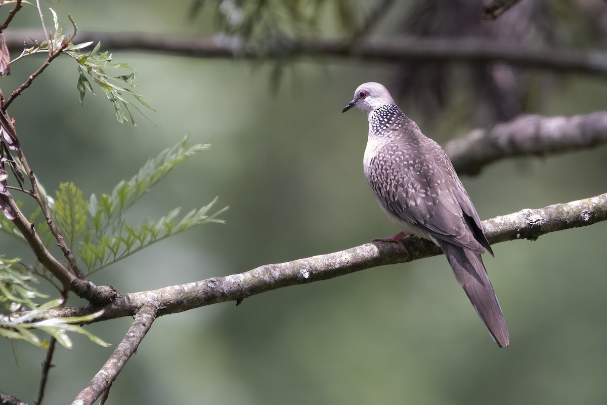 Spotted Dove - ML564823961