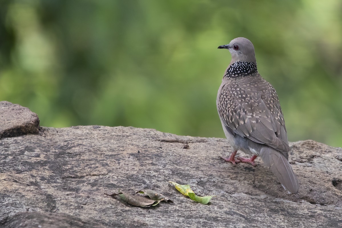 Spotted Dove - ML564823971