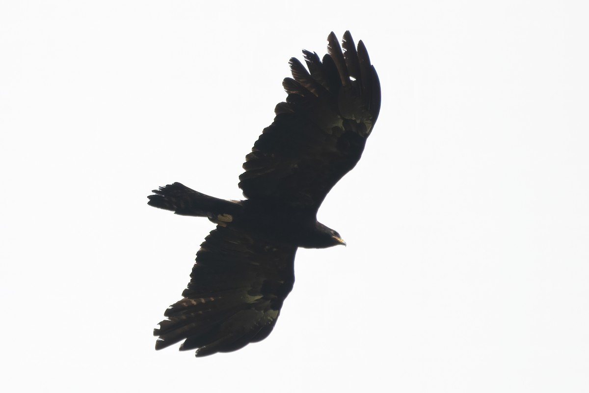 Black Eagle - ML564824051