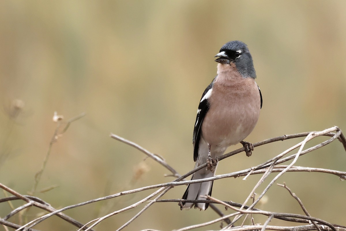 Common/African Chaffinch - ML564824061