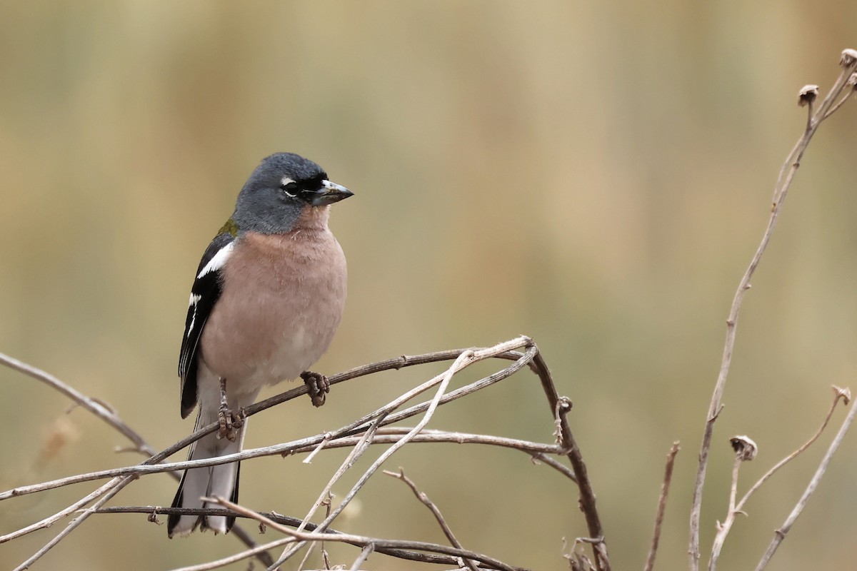 Common/African Chaffinch - ML564824091