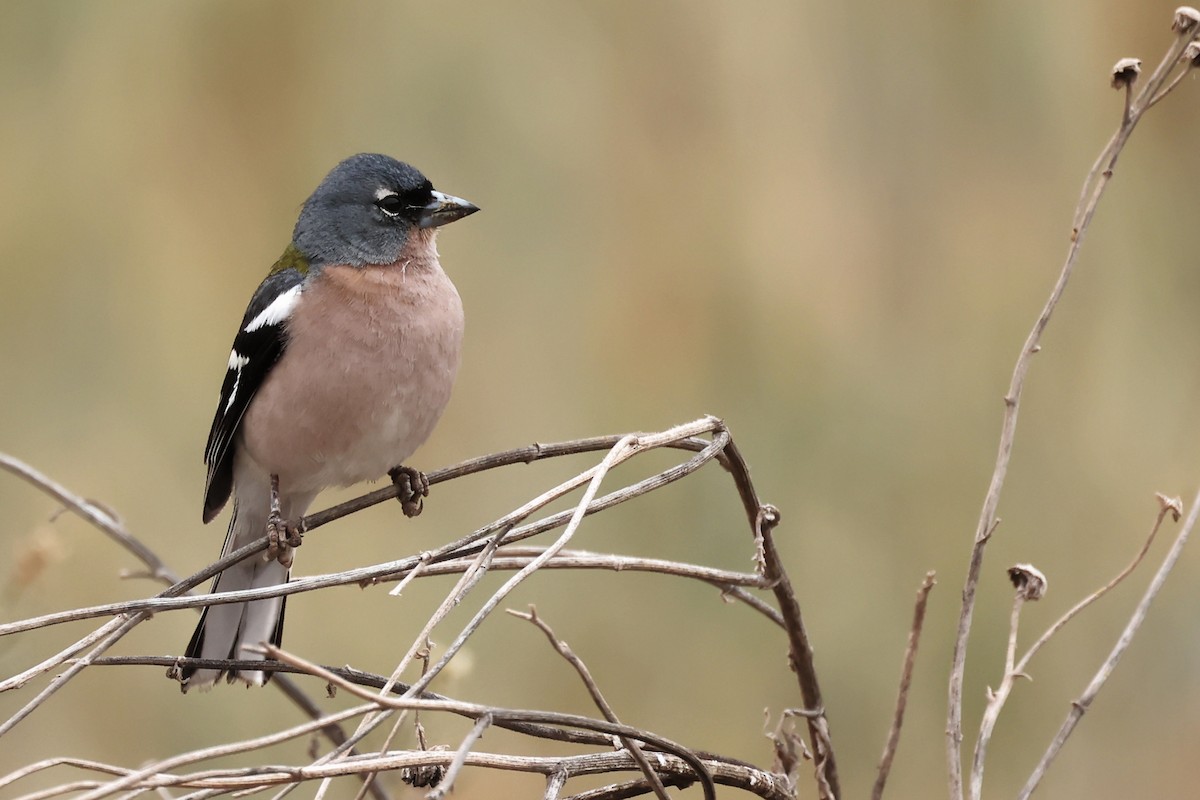 Common/African Chaffinch - Anonymous