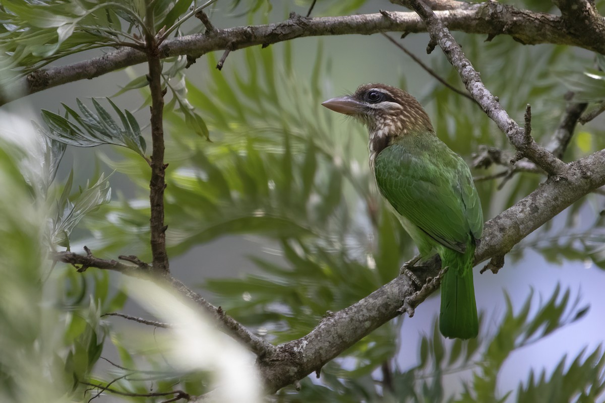 White-cheeked Barbet - ML564824121