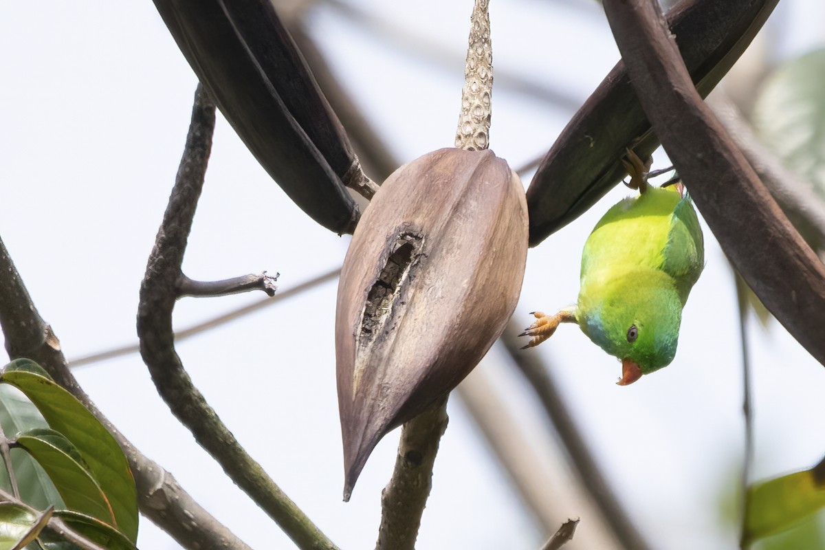 Vernal Hanging-Parrot - ML564824151