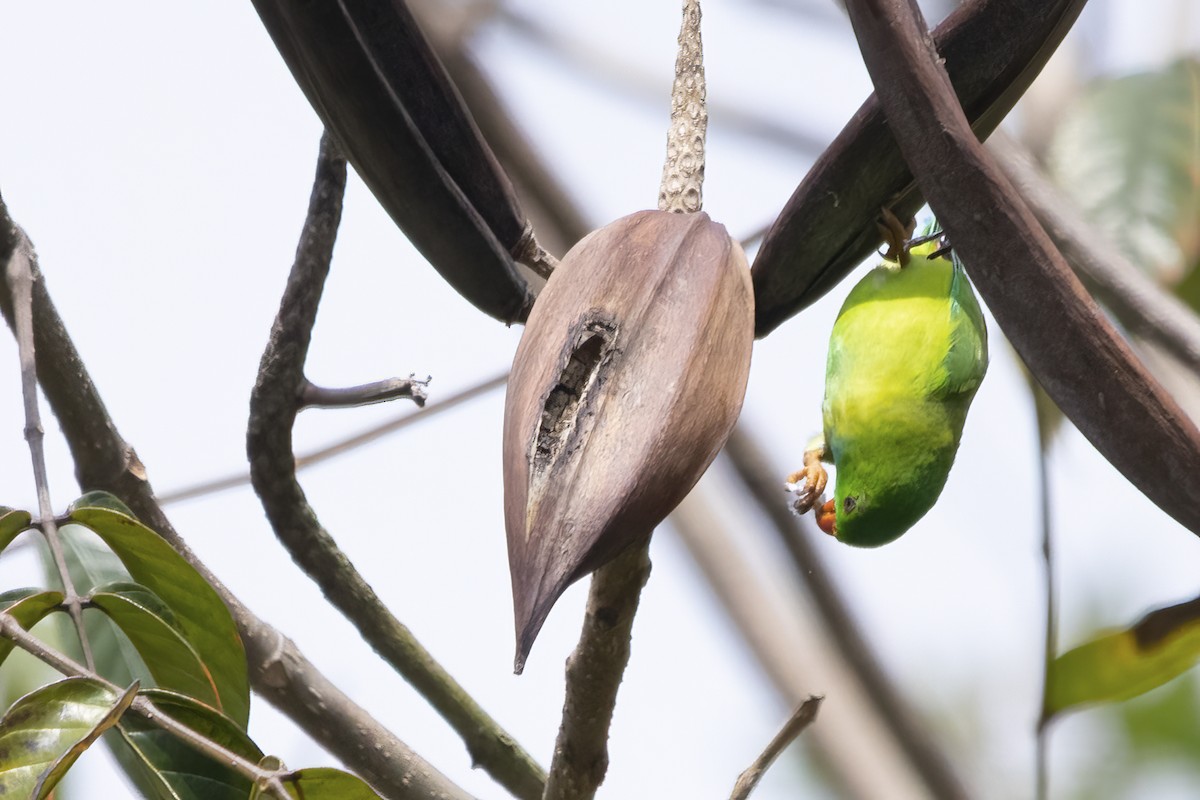 Vernal Hanging-Parrot - Ravi Jesudas