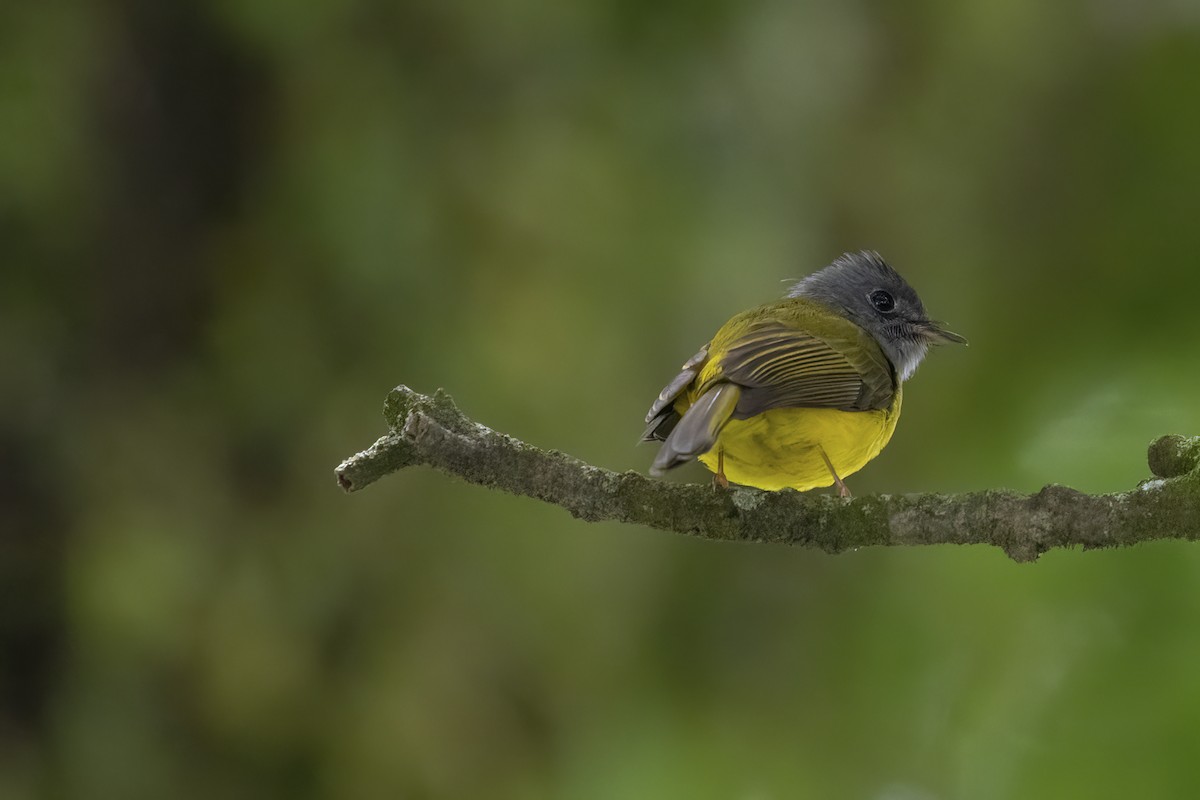 Gray-headed Canary-Flycatcher - ML564824231