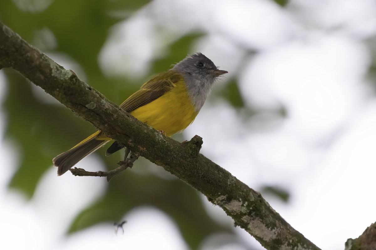 Gray-headed Canary-Flycatcher - ML564824241