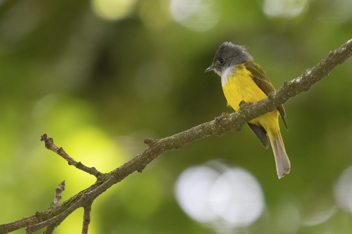 Gray-headed Canary-Flycatcher - ML564824251