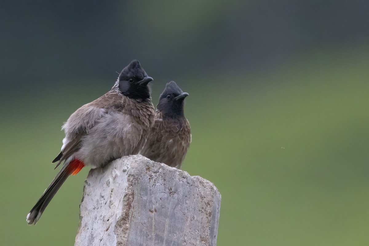 Red-vented Bulbul - ML564824311