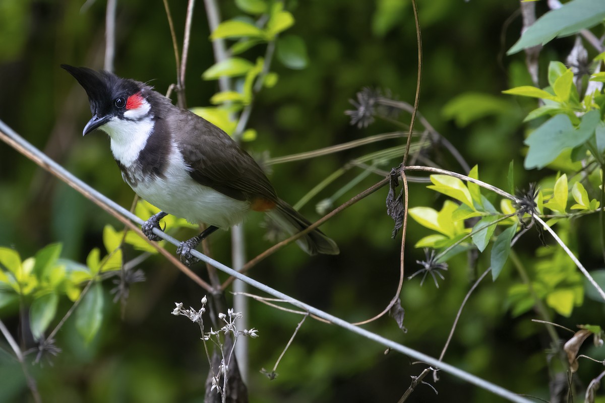 Red-whiskered Bulbul - ML564824351