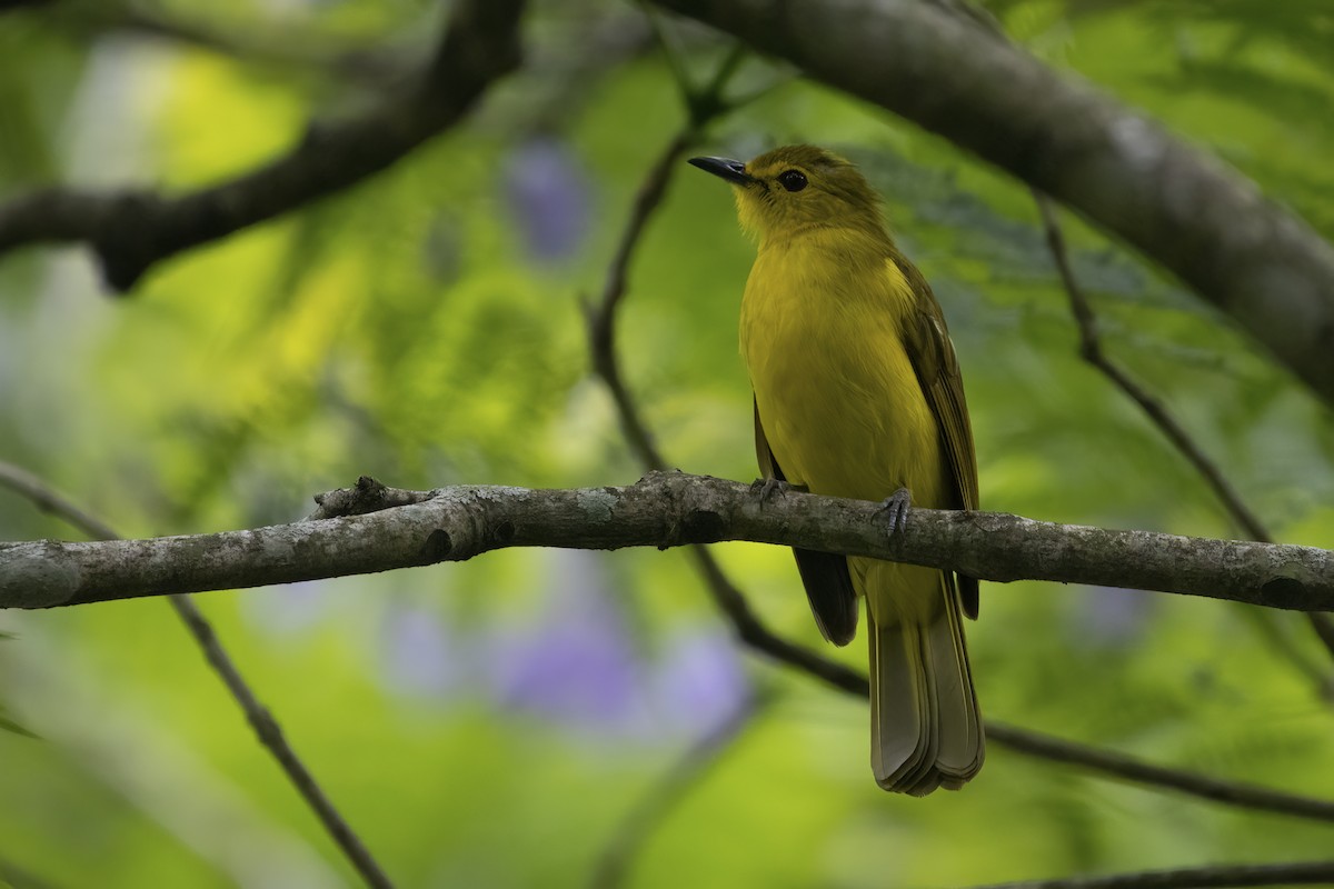 Yellow-browed Bulbul - ML564824461