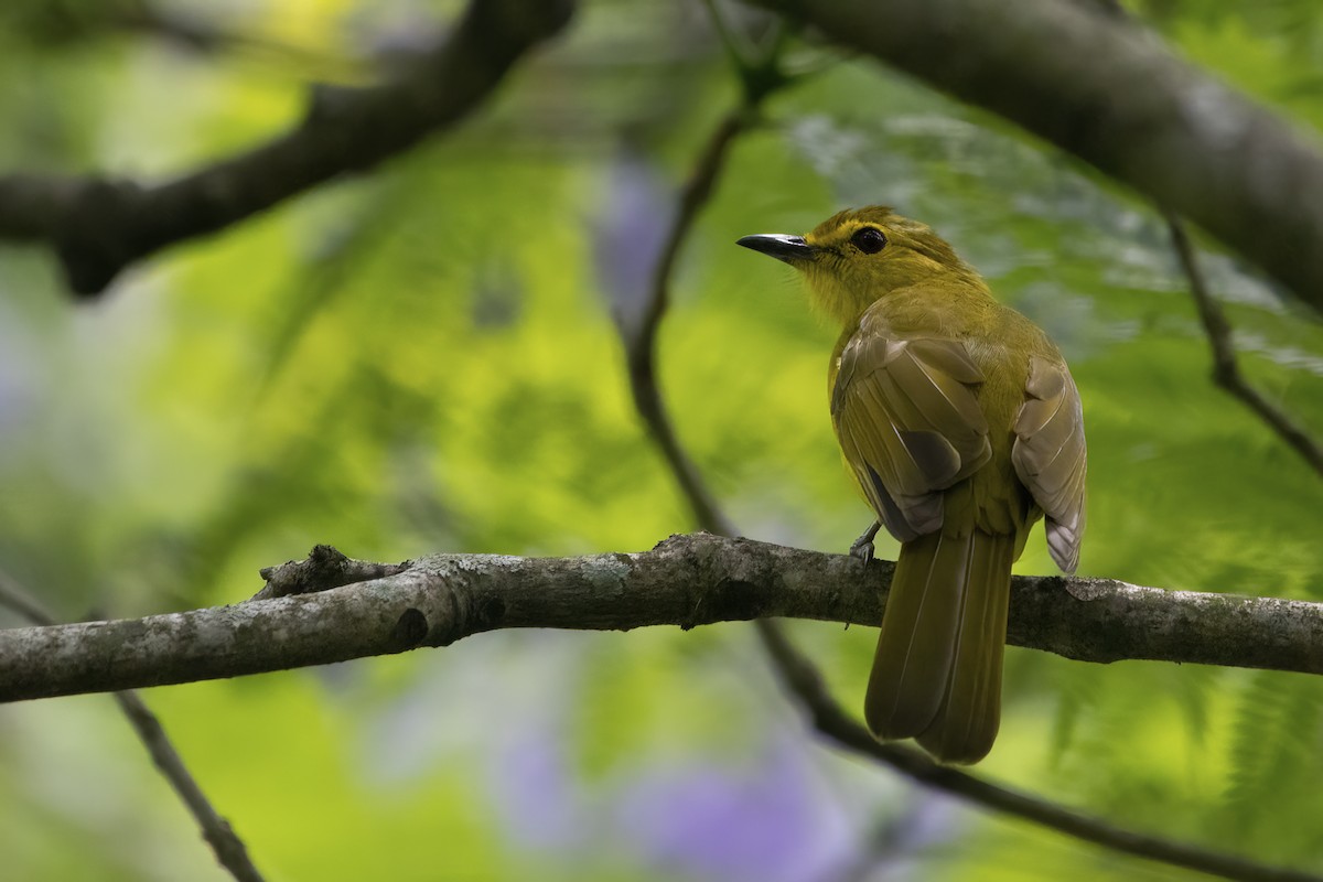 Yellow-browed Bulbul - ML564824471