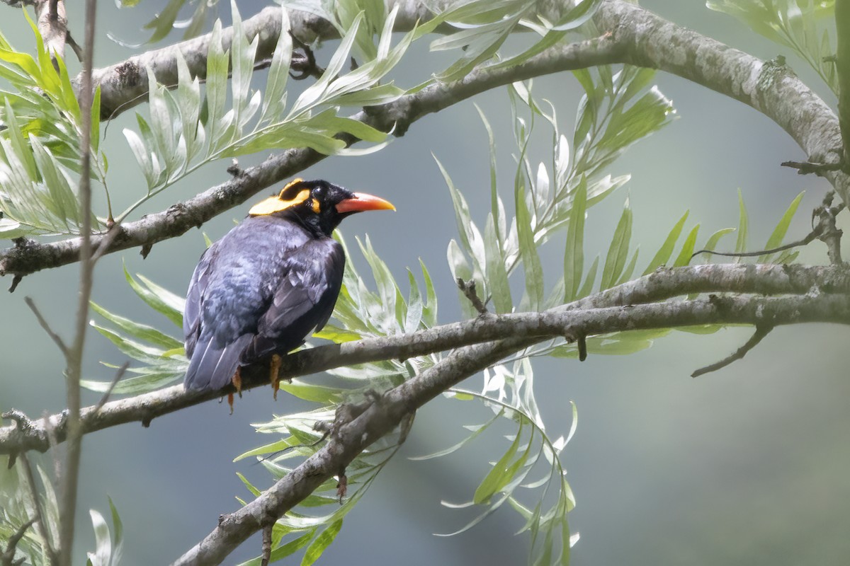 Southern Hill Myna - ML564824531