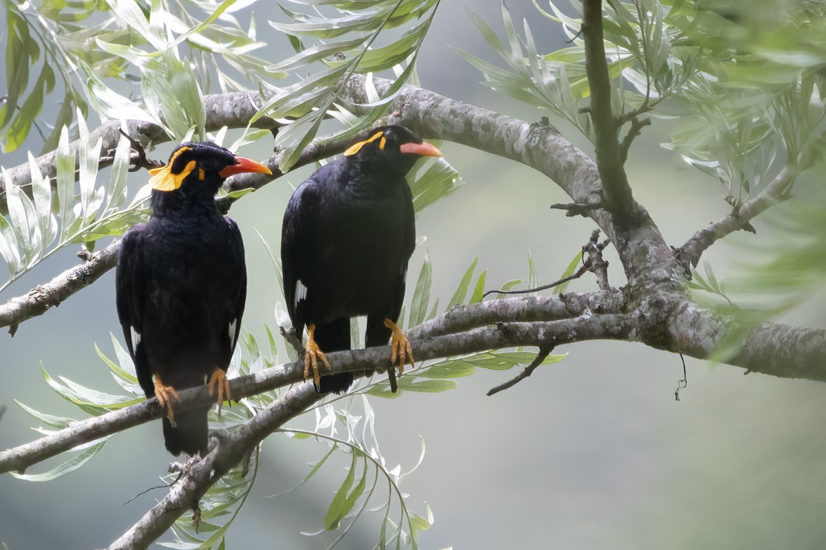Southern Hill Myna - ML564824541