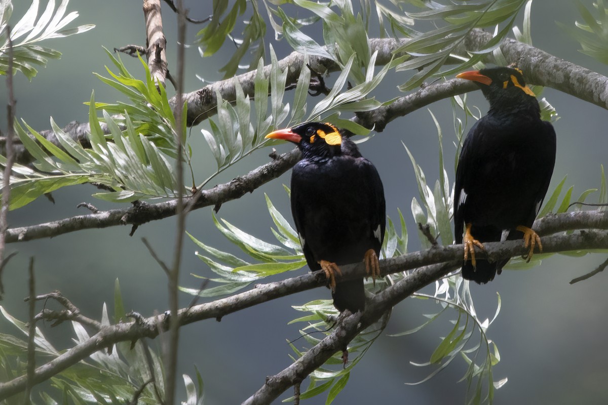 Southern Hill Myna - ML564824551