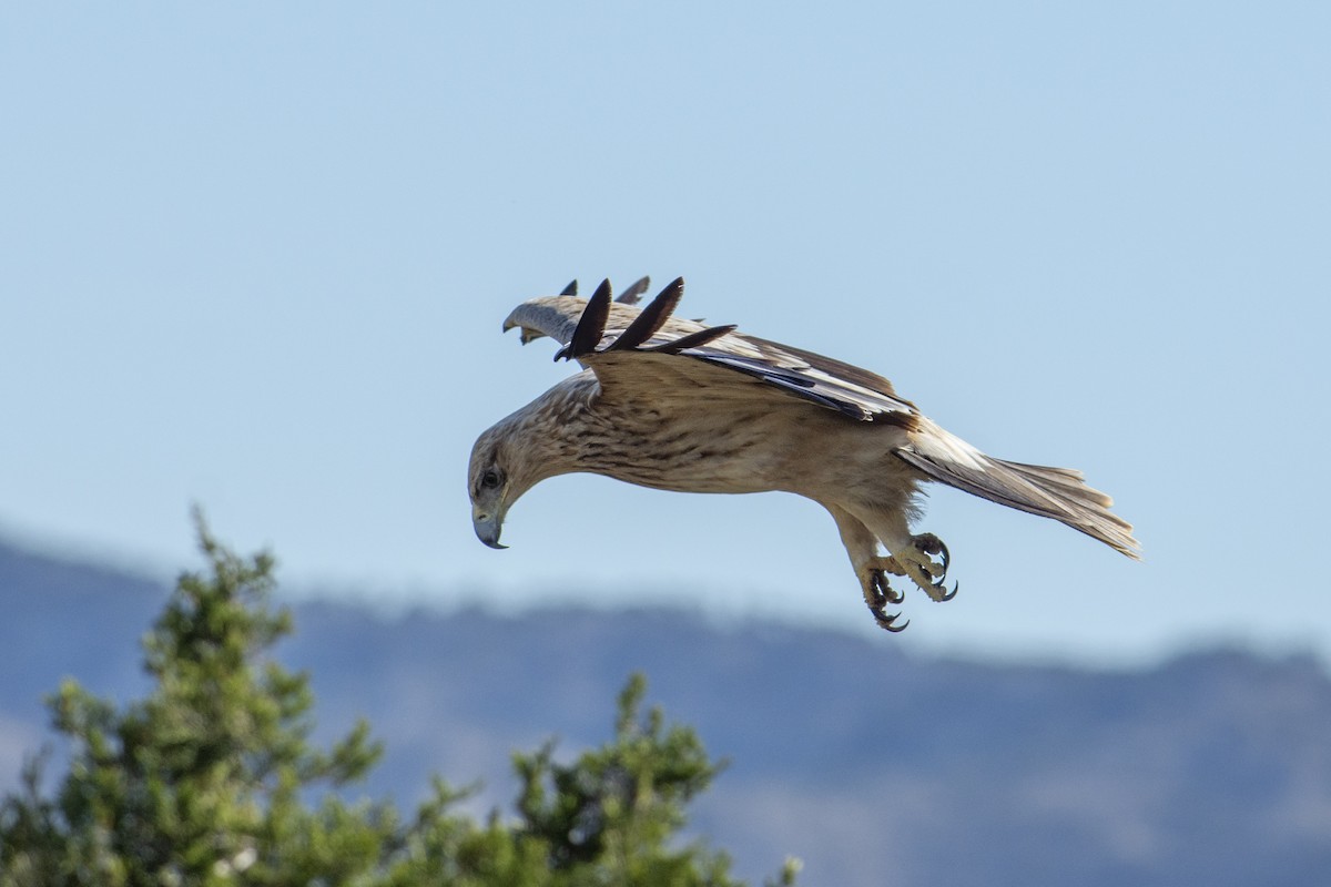 Spanish Eagle - Luis Gracia Garcés