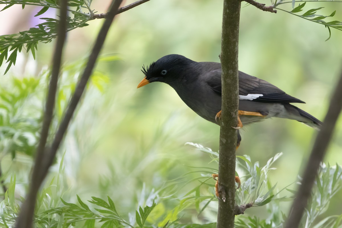 Jungle Myna - ML564824601