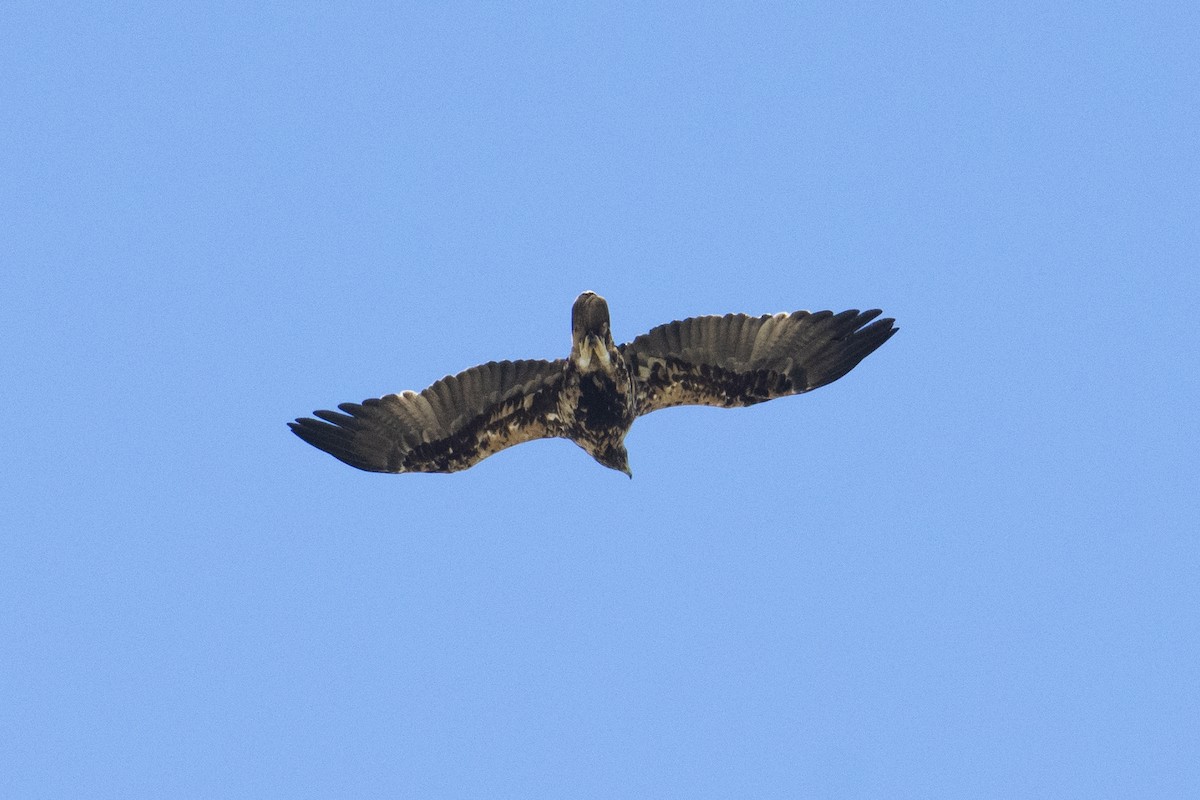 Spanish Eagle - Luis Gracia Garcés