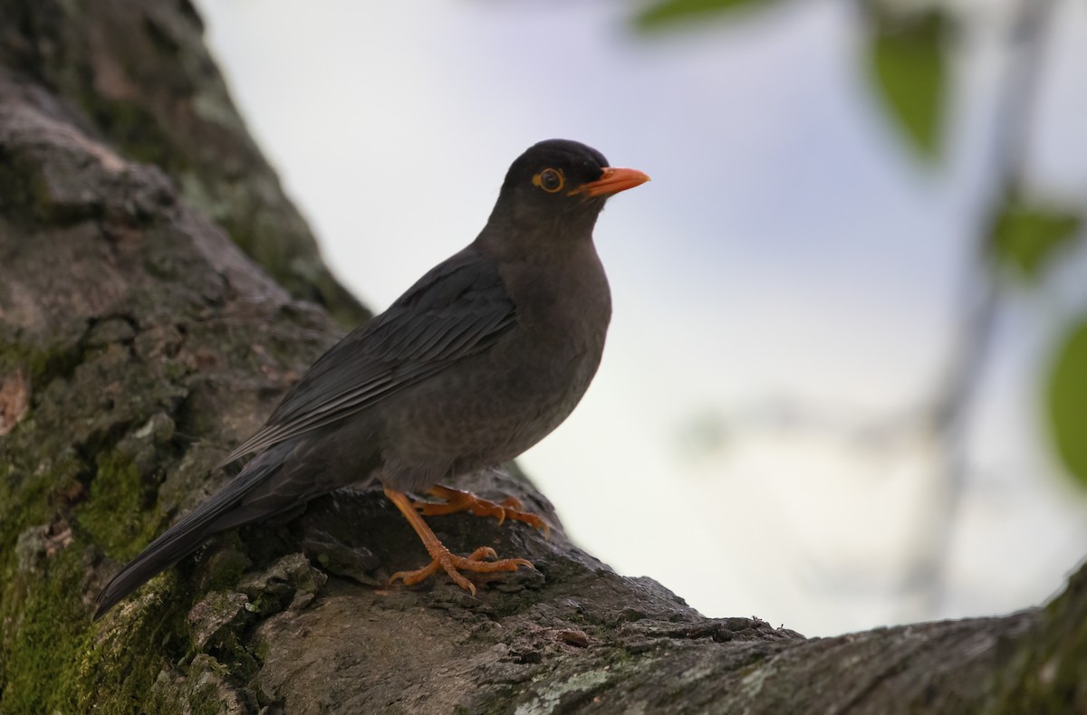 Indian Blackbird - ML564824721