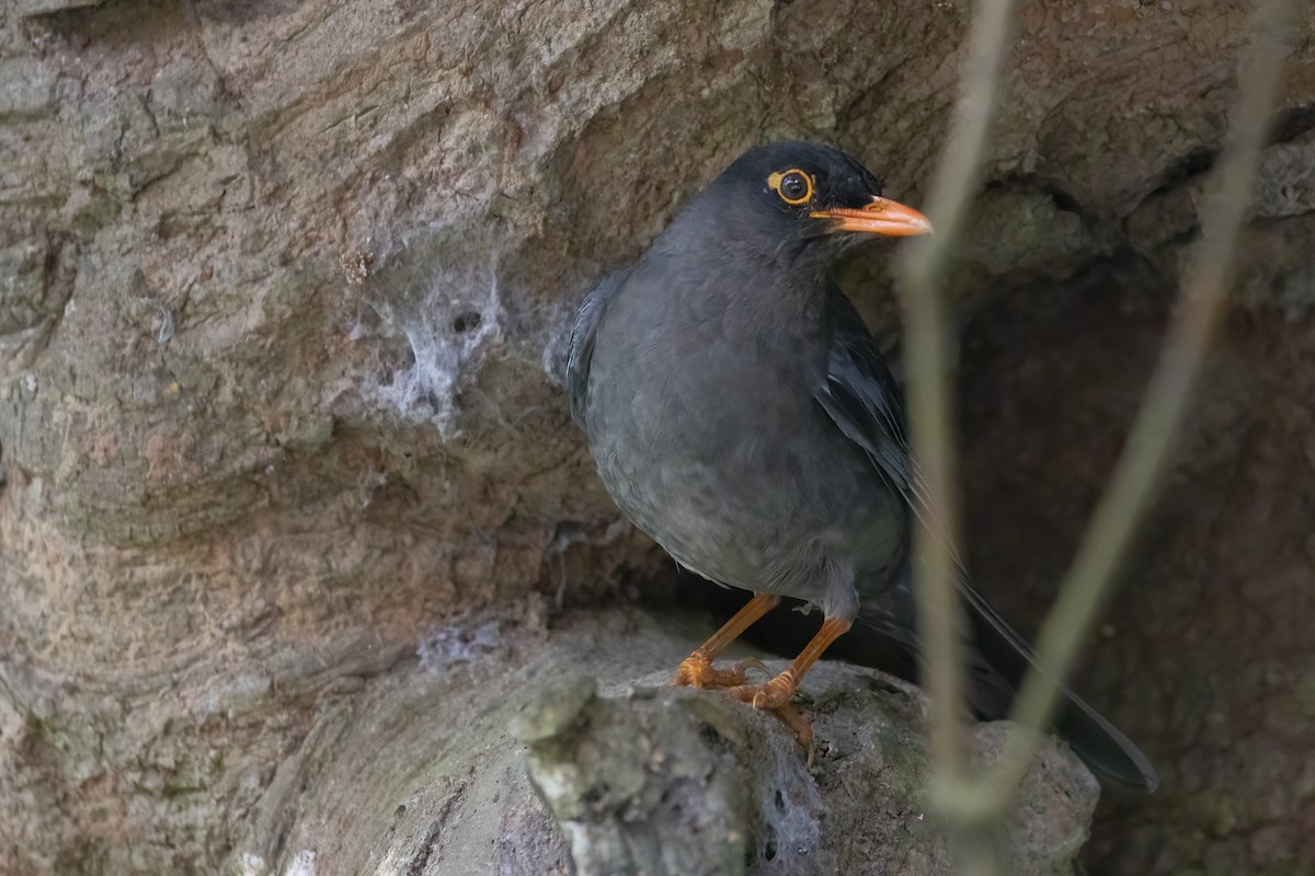 Indian Blackbird - ML564824741