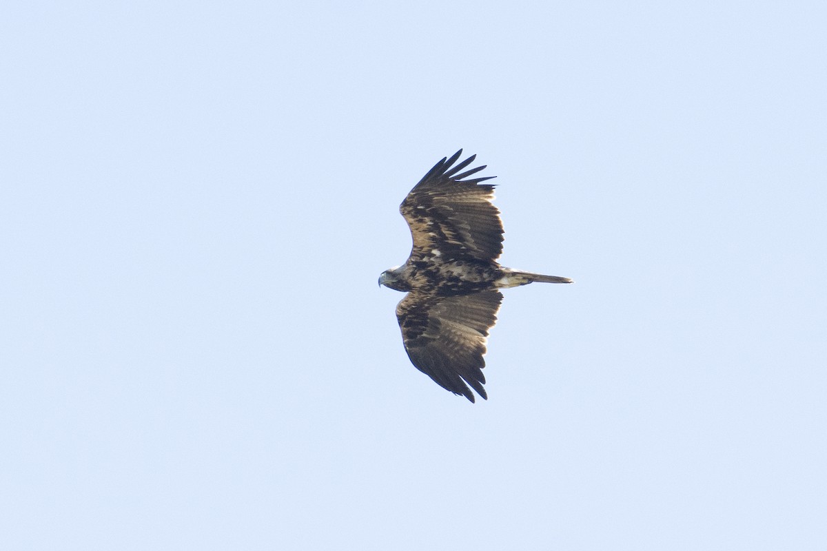 Spanish Eagle - Luis Gracia Garcés