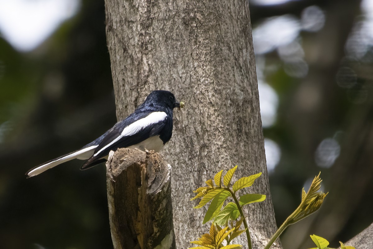 Oriental Magpie-Robin - ML564824791