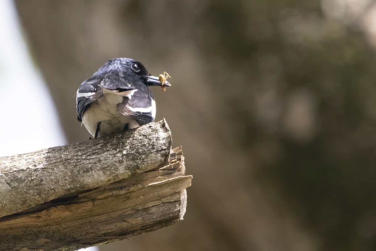 Oriental Magpie-Robin - ML564824801
