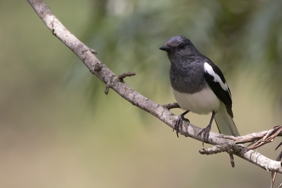 Oriental Magpie-Robin - ML564824811