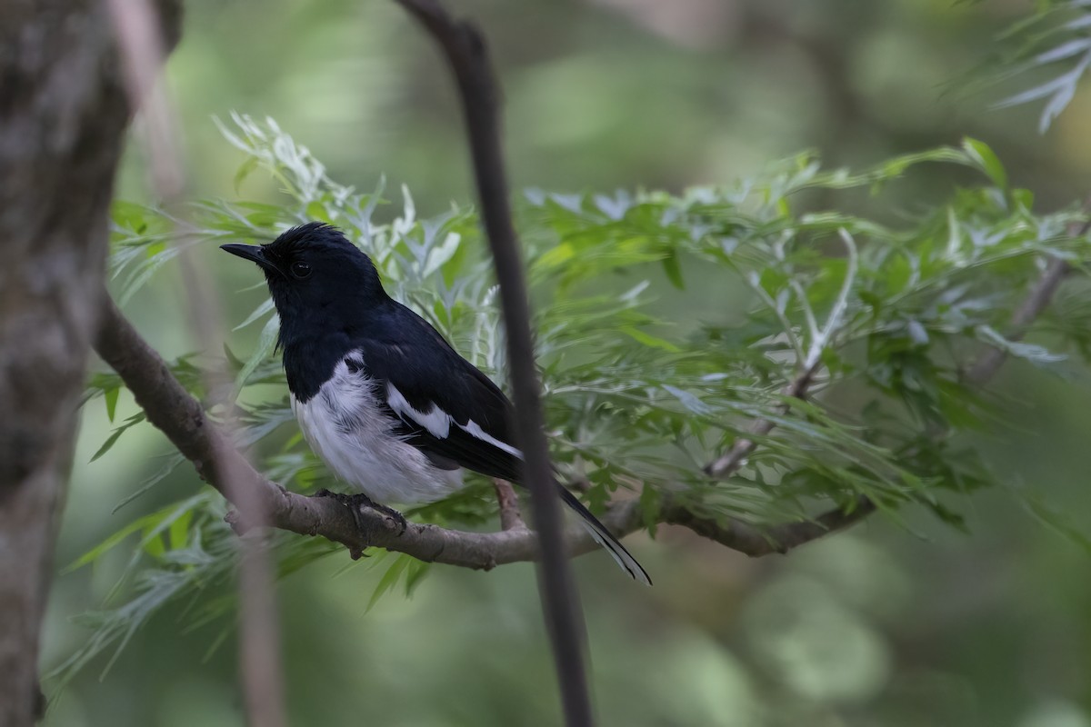 Oriental Magpie-Robin - ML564824821